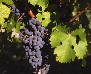 traditional Vitis vinifera grapes
