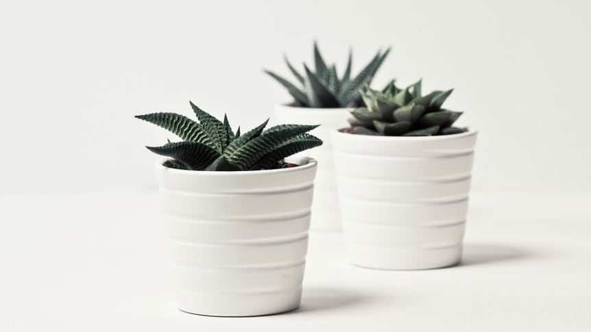 succulents in white pots