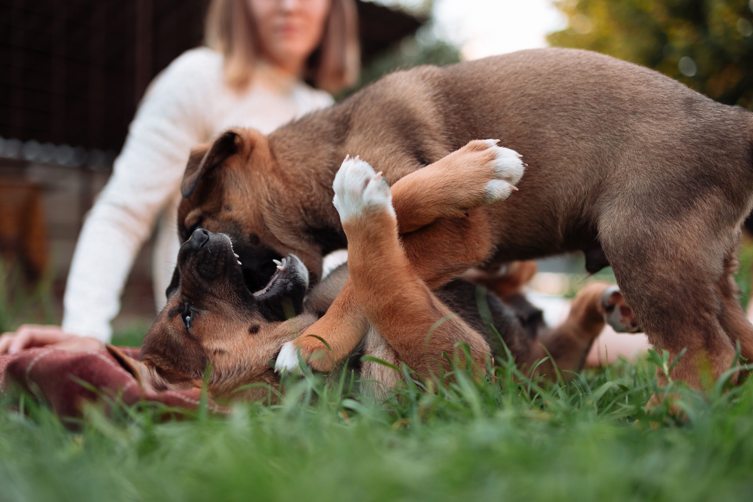 Playful Pups Best Interactive Toys for Active Dogs